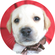 英国ラブラドールの子犬